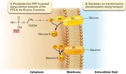 Figure from Chapter 4, Microbiology: An Evolving Science 6e