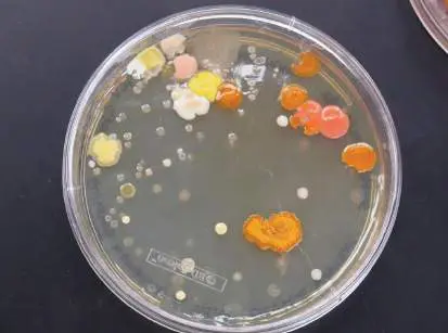 Figure 4.12 from Microbiology: An Evolving Science 6e