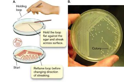 Figure 4.13 from Microbiology: An Evolving Science 6e