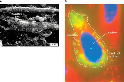 Figure 4.17 from Microbiology: An Evolving Science 6e