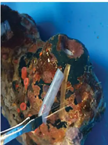 Figure from Chapter 4, Microbiology: An Evolving Science 6e