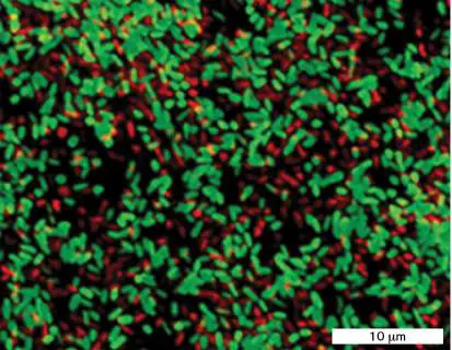 Figure 4.19 from Microbiology: An Evolving Science 6e
