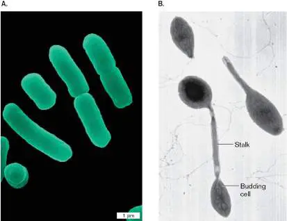 Figure 4.21 from Microbiology: An Evolving Science 6e