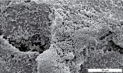 Figure from Chapter 4, Microbiology: An Evolving Science 6e