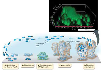 Figure 4.29 from Microbiology: An Evolving Science 6e