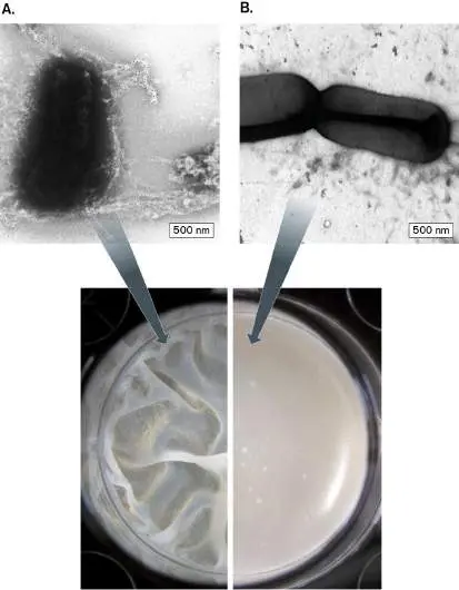Figure from Chapter 4, Microbiology: An Evolving Science 6e