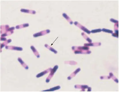 Figure from Chapter 4, Microbiology: An Evolving Science 6e