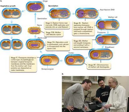 Figure from Chapter 4, Microbiology: An Evolving Science 6e
