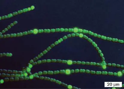 Figure from Chapter 4, Microbiology: An Evolving Science 6e