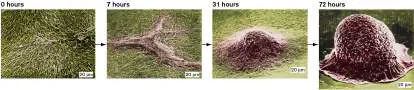 Figure from Chapter 4, Microbiology: An Evolving Science 6e