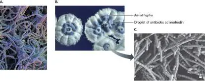 Figure from Chapter 4, Microbiology: An Evolving Science 6e