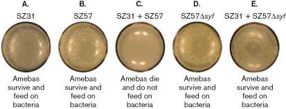 Figure from Chapter 4, Microbiology: An Evolving Science 6e
