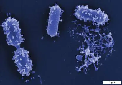 Figure from Chapter 5, Microbiology: An Evolving Science 6e
