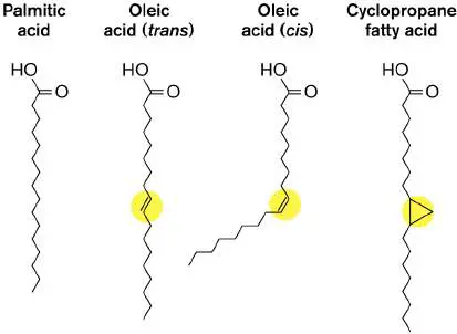 Figure from Chapter 5, Microbiology: An Evolving Science 6e