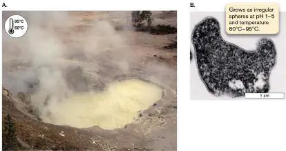 Figure from Chapter 5, Microbiology: An Evolving Science 6e