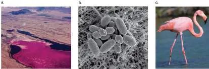 Figure from Chapter 5, Microbiology: An Evolving Science 6e