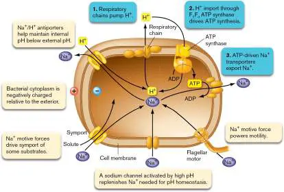 Figure from Chapter 5, Microbiology: An Evolving Science 6e