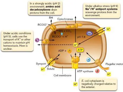 Figure from Chapter 5, Microbiology: An Evolving Science 6e