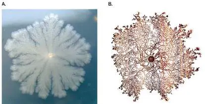 Figure from Chapter 5, Microbiology: An Evolving Science 6e