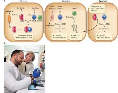 Figure from Chapter 5, Microbiology: An Evolving Science 6e