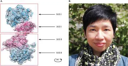 Figure from Chapter 5, Microbiology: An Evolving Science 6e