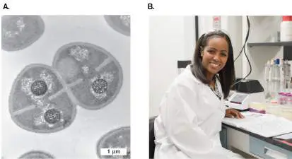 Figure from Chapter 5, Microbiology: An Evolving Science 6e