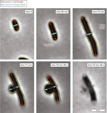 Figure from Chapter 5, Microbiology: An Evolving Science 6e