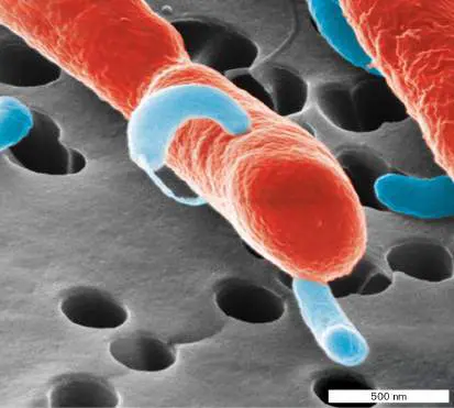 Figure from Chapter 5, Microbiology: An Evolving Science 6e