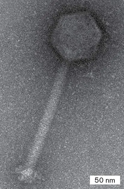 Figure from Chapter 5, Microbiology: An Evolving Science 6e