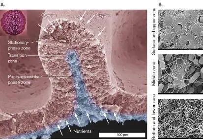 Figure from Chapter 5, Microbiology: An Evolving Science 6e