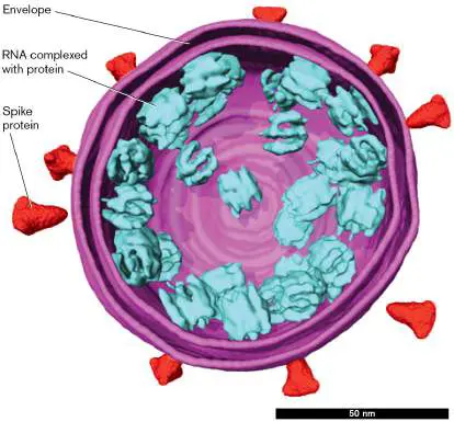 Figure from Chapter 6, Microbiology: An Evolving Science 6e