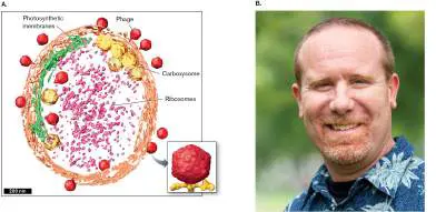 Figure from Chapter 6, Microbiology: An Evolving Science 6e