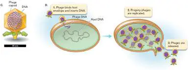 Figure from Chapter 6, Microbiology: An Evolving Science 6e