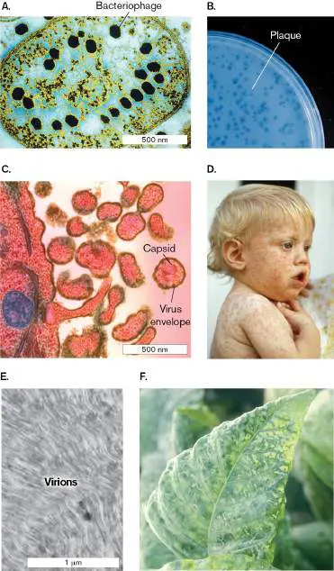 Figure from Chapter 6, Microbiology: An Evolving Science 6e