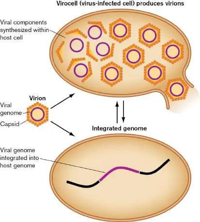 Figure from Chapter 6, Microbiology: An Evolving Science 6e