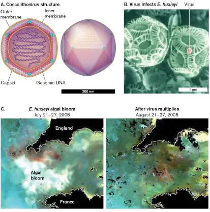 Figure from Chapter 6, Microbiology: An Evolving Science 6e