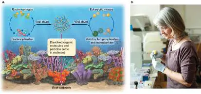 Figure from Chapter 6, Microbiology: An Evolving Science 6e