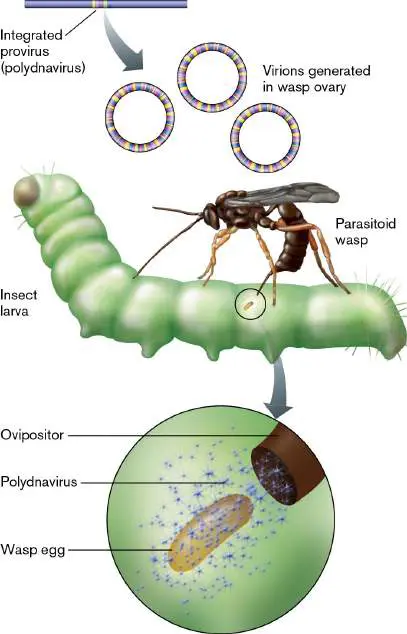 Figure from Chapter 6, Microbiology: An Evolving Science 6e