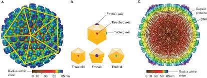 Figure from Chapter 6, Microbiology: An Evolving Science 6e