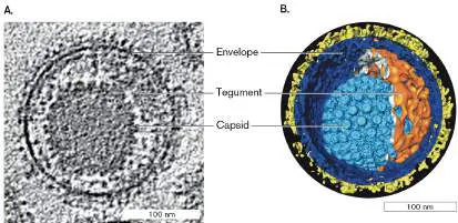 Figure from Chapter 6, Microbiology: An Evolving Science 6e