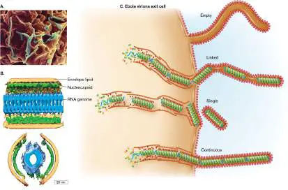 Figure from Chapter 6, Microbiology: An Evolving Science 6e