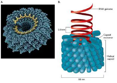 Figure from Chapter 6, Microbiology: An Evolving Science 6e