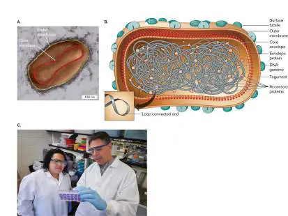 Figure from Chapter 6, Microbiology: An Evolving Science 6e