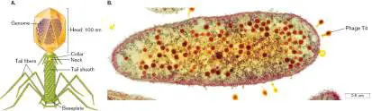 Figure from Chapter 6, Microbiology: An Evolving Science 6e