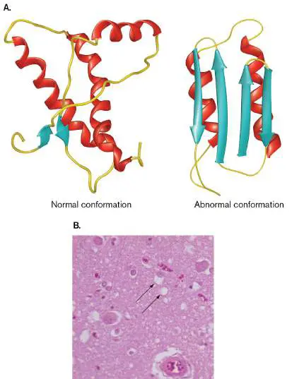 Figure from Chapter 6, Microbiology: An Evolving Science 6e