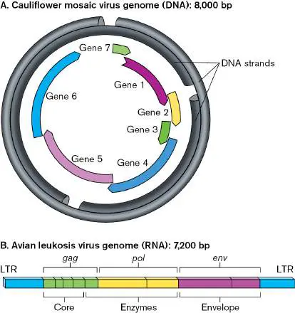 Figure from Chapter 6, Microbiology: An Evolving Science 6e
