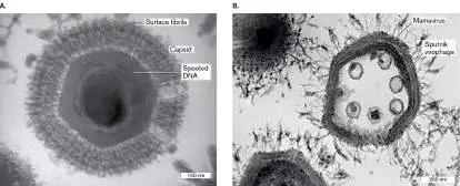 Figure from Chapter 6, Microbiology: An Evolving Science 6e