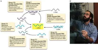Figure from Chapter 6, Microbiology: An Evolving Science 6e