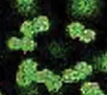 Figure from Chapter 6, Microbiology: An Evolving Science 6e