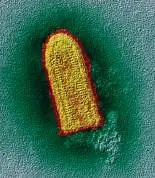 Figure from Chapter 6, Microbiology: An Evolving Science 6e